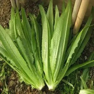 廣州食堂供應商檢驗蔬菜質量的標準是怎么樣的（下）？