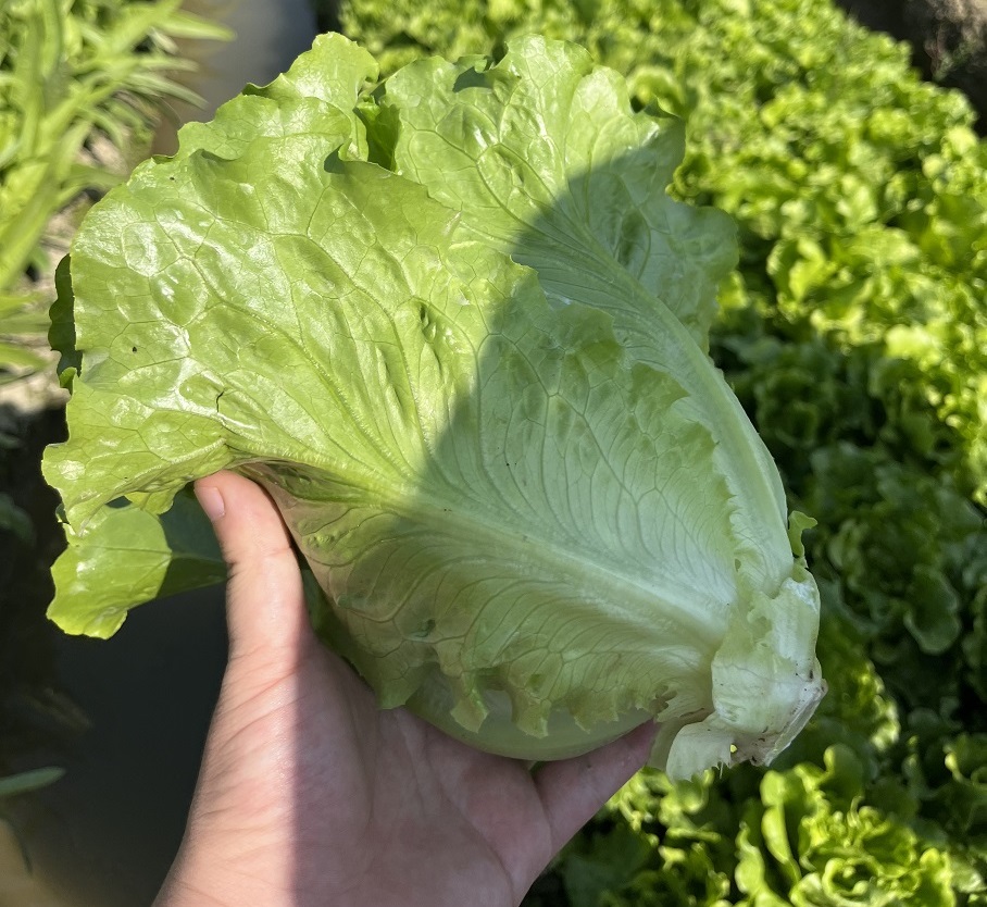 康來福農產品集團有限公司怎么樣？